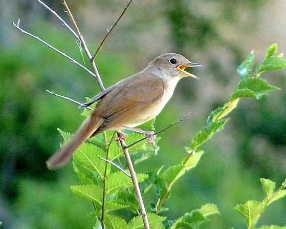 nightingale
